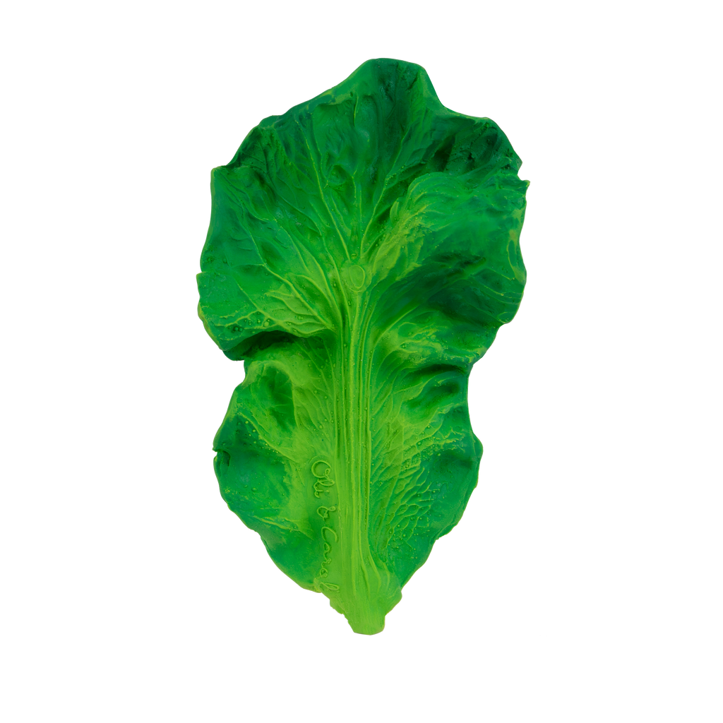 Green leafy vegetable on a white background